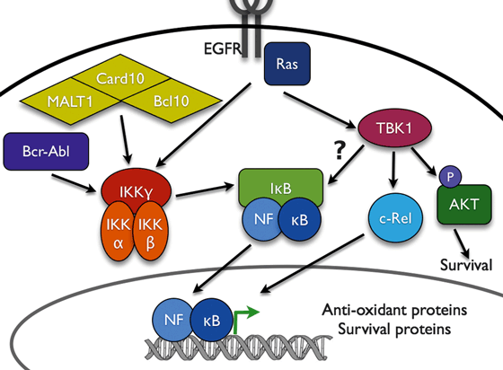 Oncoproteins activate NF-κB